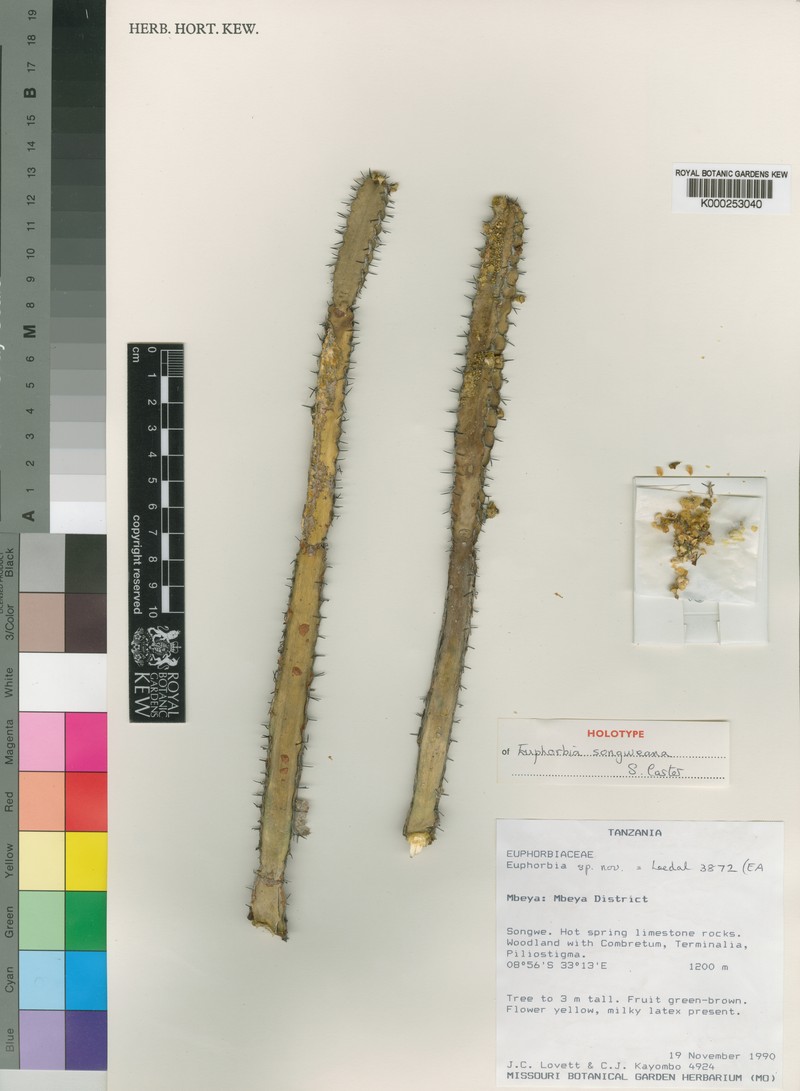 Euphorbia songweana