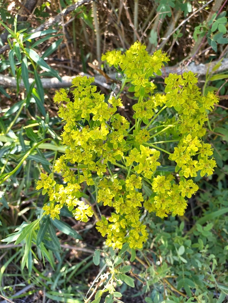 Euphorbia soongarica