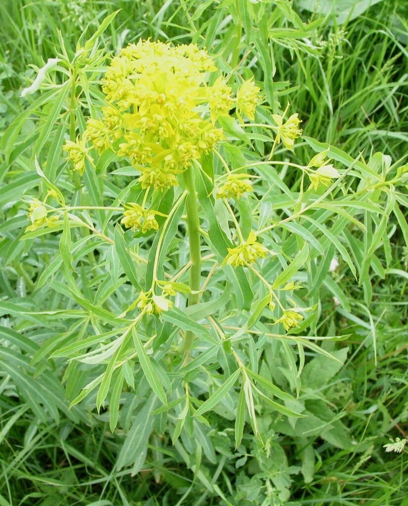 Euphorbia soongarica photo 2