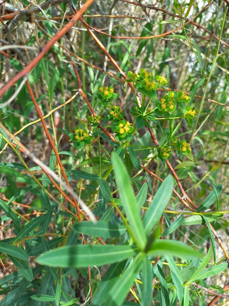 Euphorbia soongarica photo 3