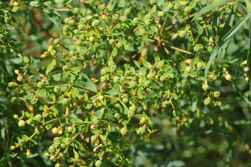 Euphorbia soongarica photo 4