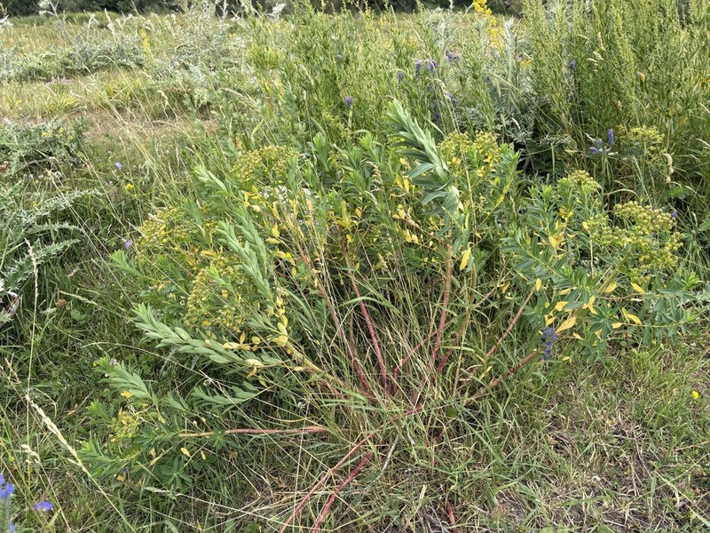 Euphorbia soongarica photo 5