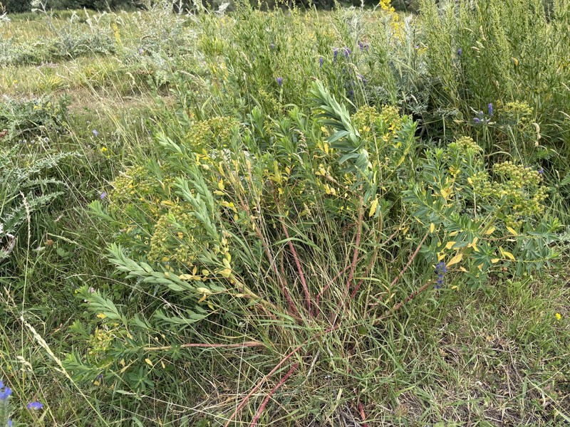 Euphorbia soongarica photo 8