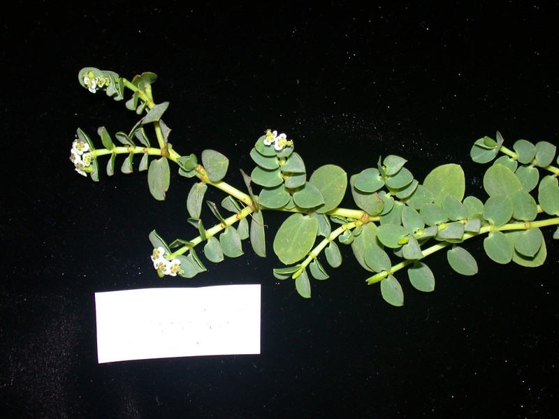 Euphorbia sparrmanni