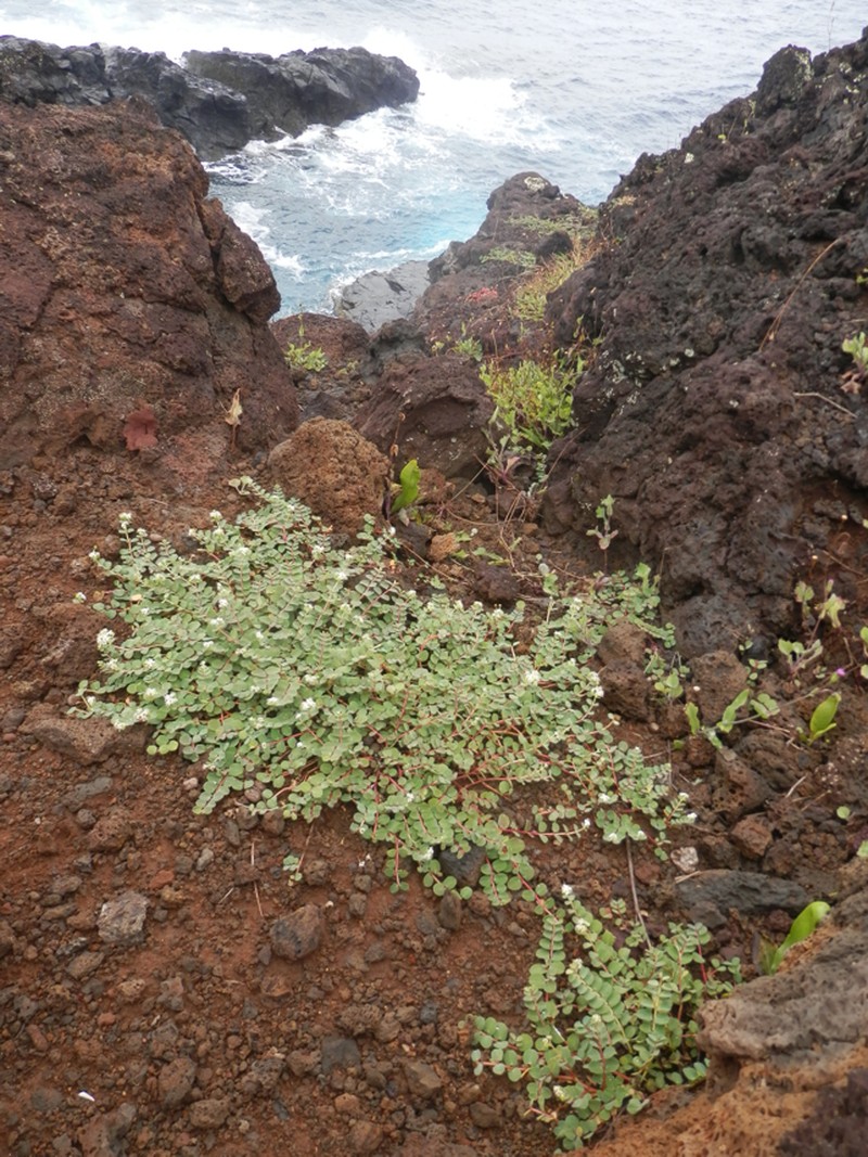Euphorbia sparrmanni photo 2