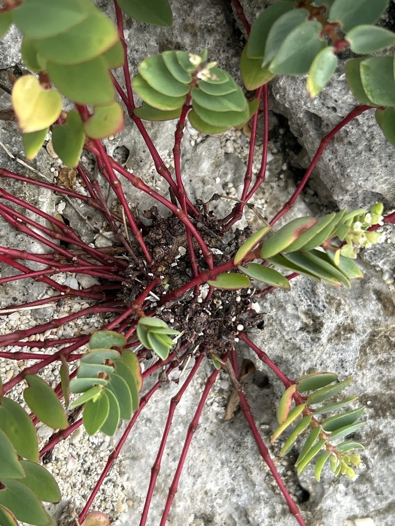 Euphorbia sparrmanni photo 3