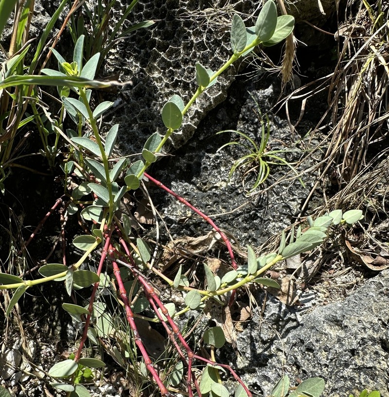 Euphorbia sparrmanni photo 4