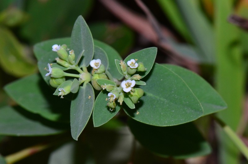 Euphorbia sparrmanni photo 5