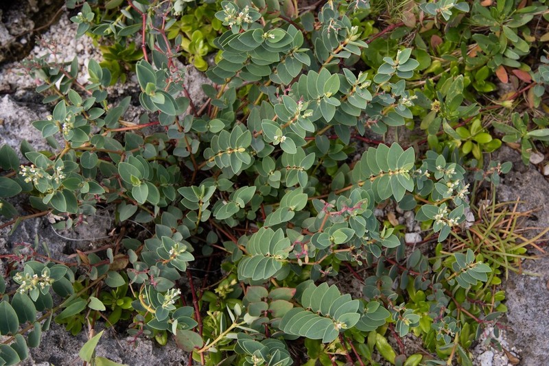Euphorbia sparrmanni photo 6