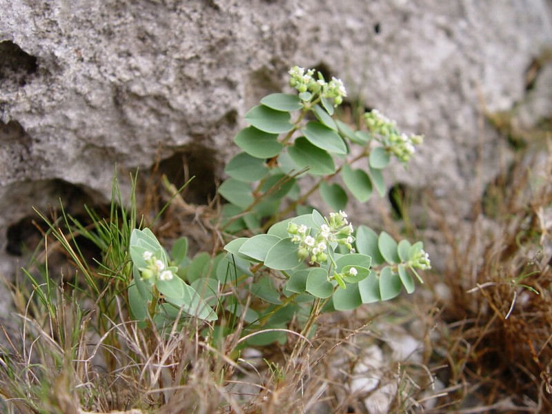 Euphorbia sparrmanni photo 7