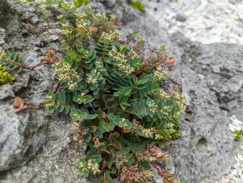 Euphorbia sparrmanni photo 8