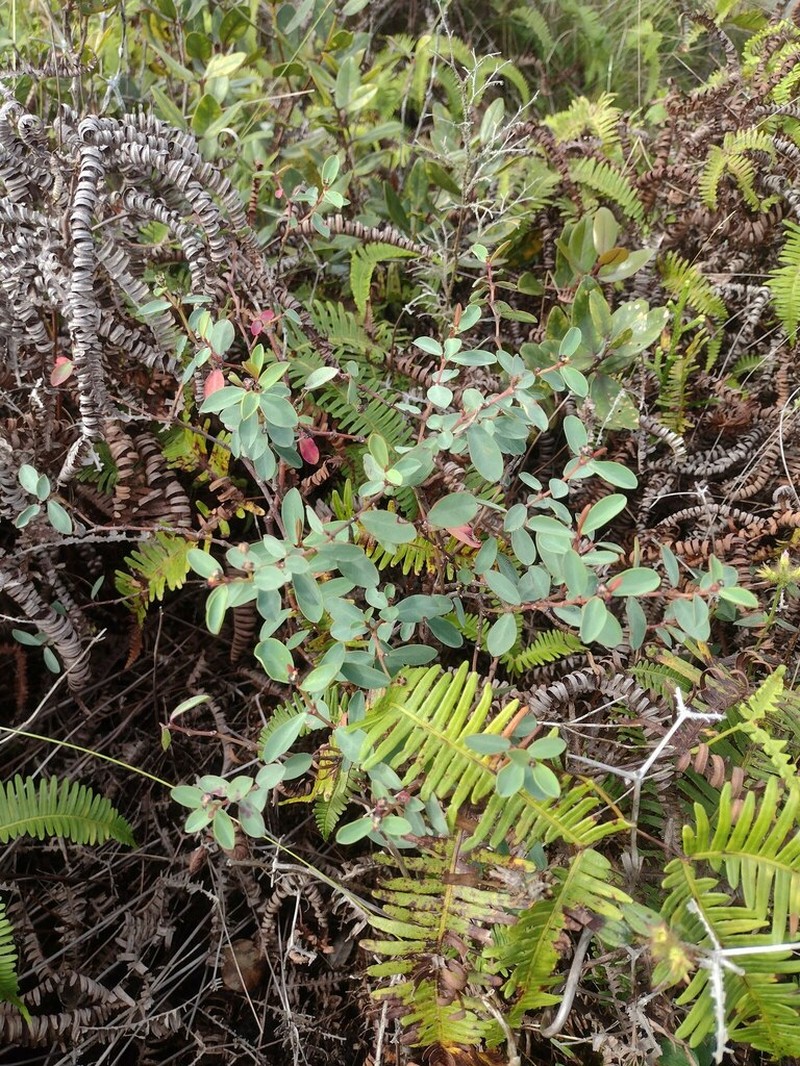 Wahiawa Bog Sandmat photo 3