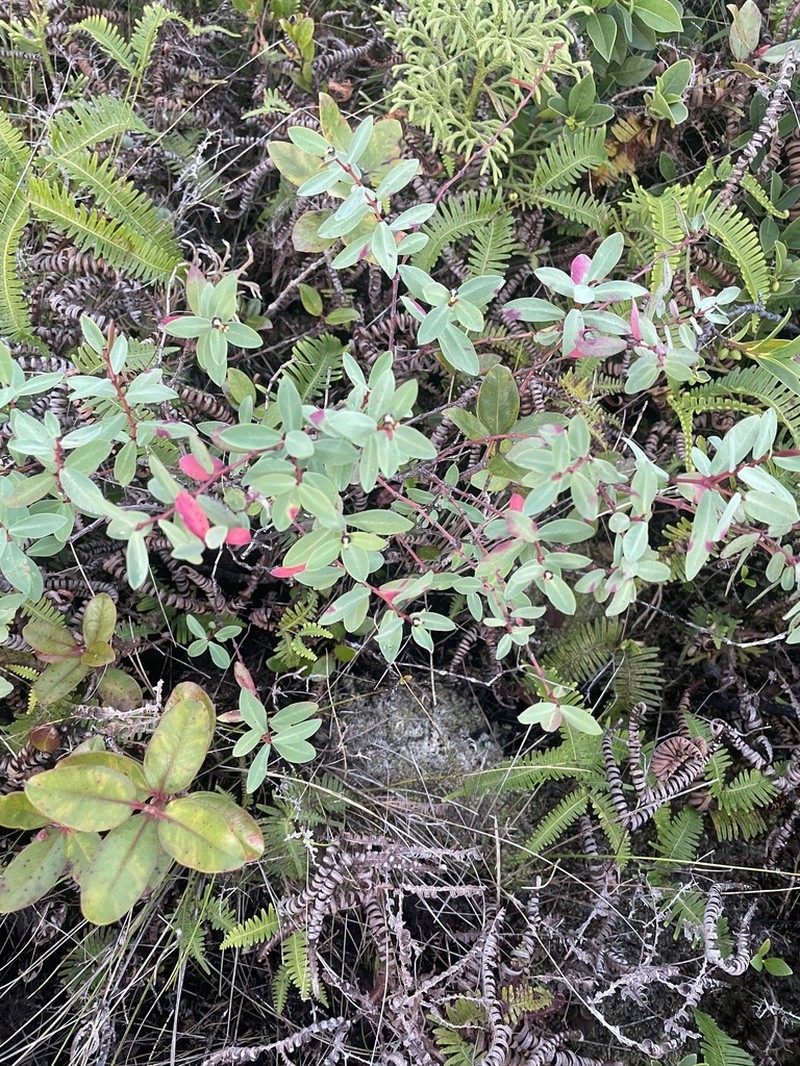 Wahiawa Bog Sandmat photo 5