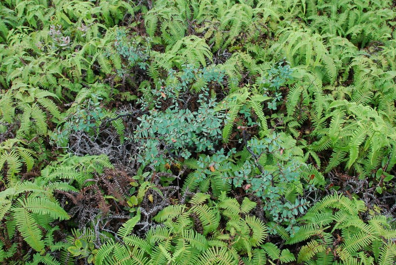 Wahiawa Bog Sandmat photo 6