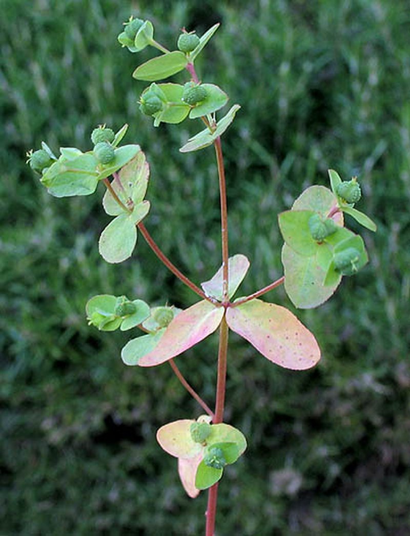 Warty Spurge