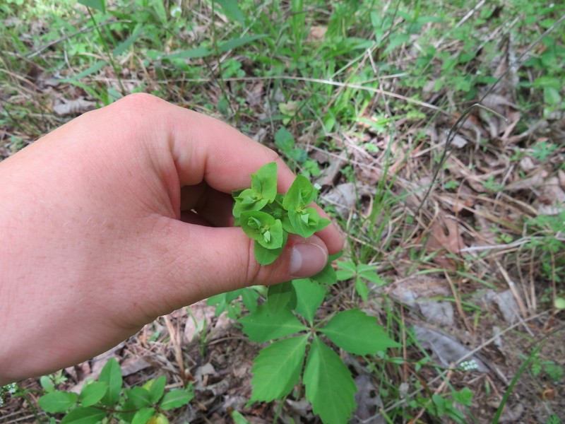 Warty Spurge