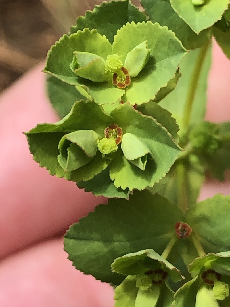Warty Spurge photo 2