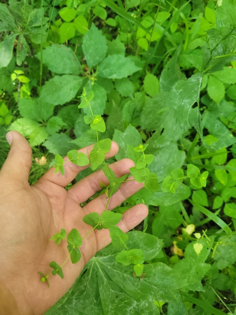Warty Spurge photo 3