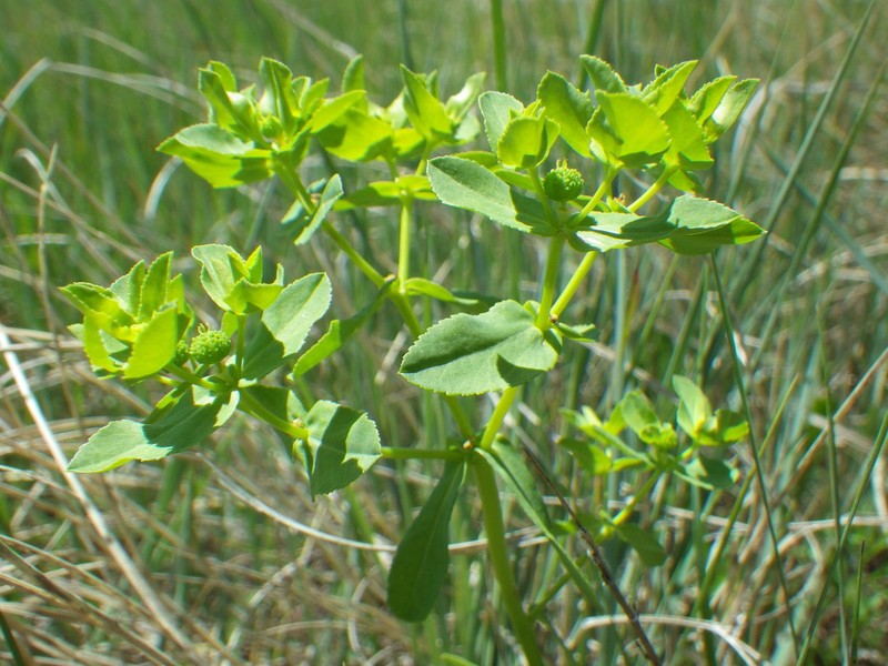 Warty Spurge photo 4