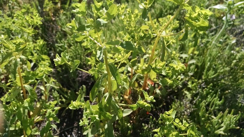 Warty Spurge photo 5