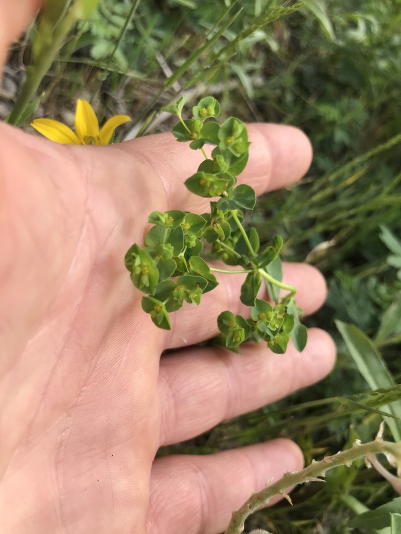 Warty Spurge photo 6