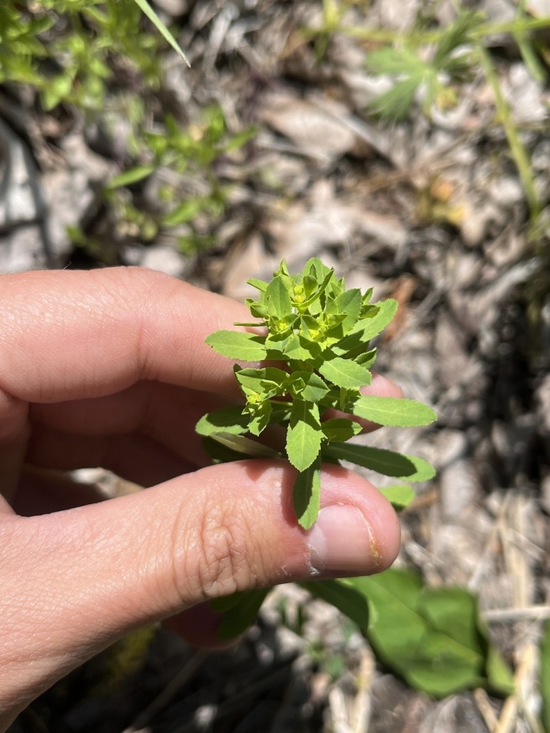Warty Spurge photo 7