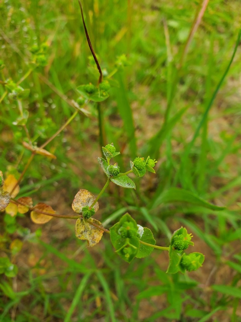 Warty Spurge photo 8