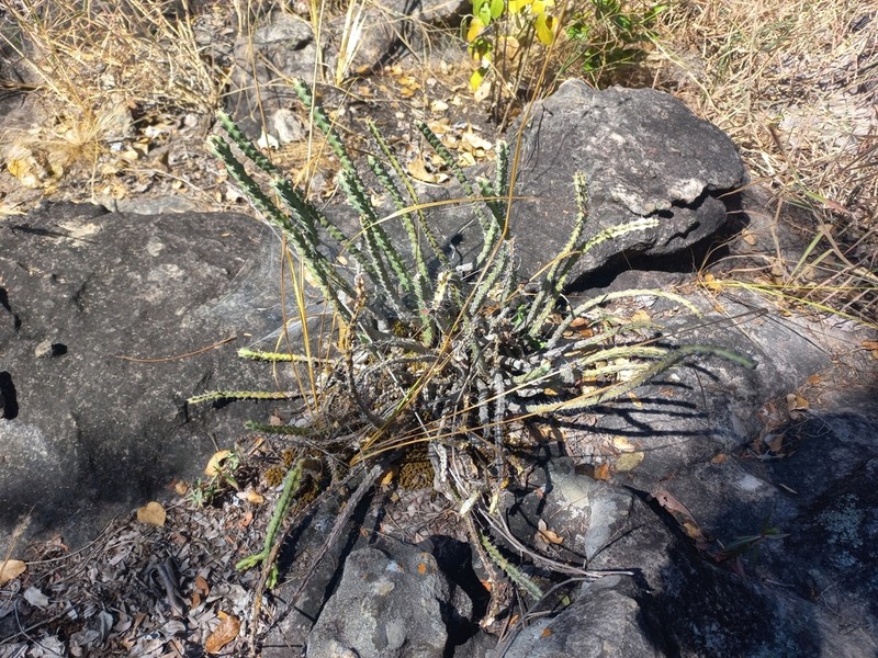 Euphorbia speciosa photo 2