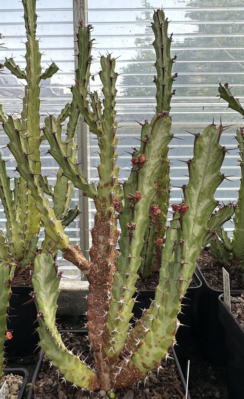 Euphorbia speciosa