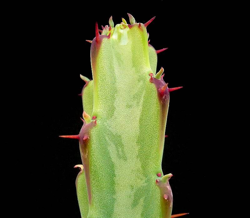 Euphorbia speciosa photo 4