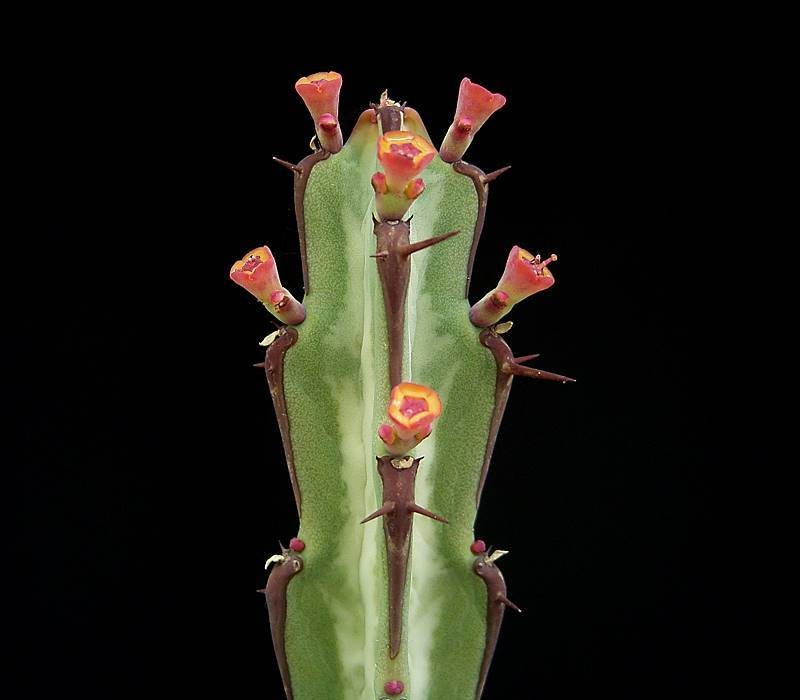 Euphorbia speciosa photo 5