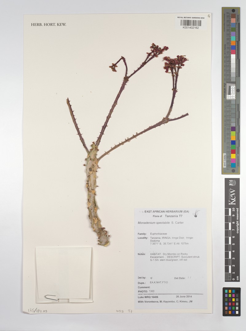 Euphorbia spectabilis photo 2