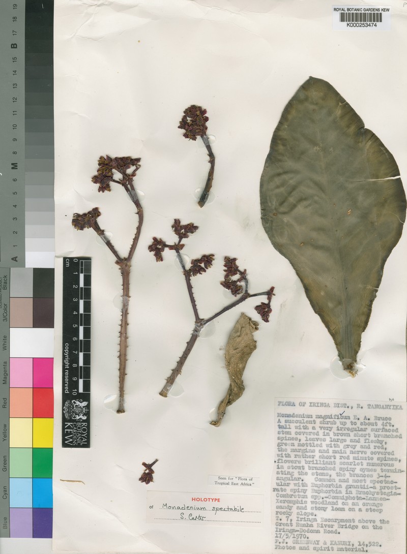 Euphorbia spectabilis photo 4