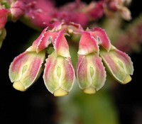 Euphorbia spectabilis