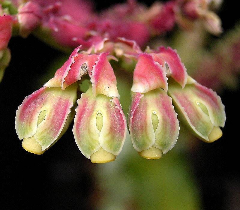 Euphorbia spectabilis