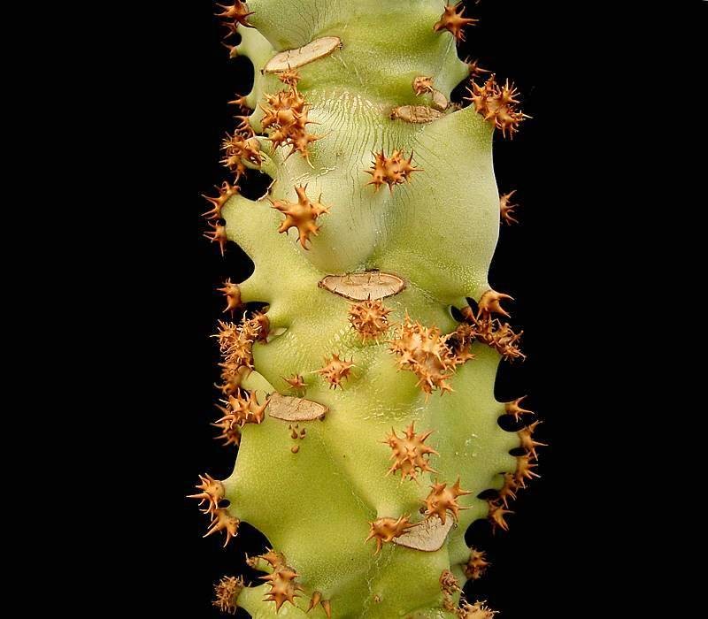 Euphorbia spectabilis photo 6