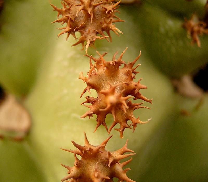 Euphorbia spectabilis photo 7