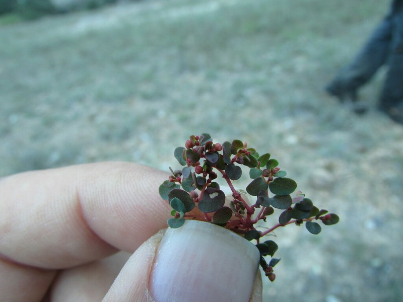 Euphorbia spellenbergiana photo 2