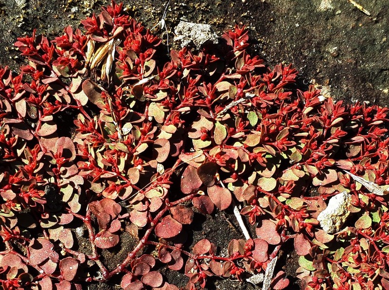 Euphorbia spellenbergiana photo 3