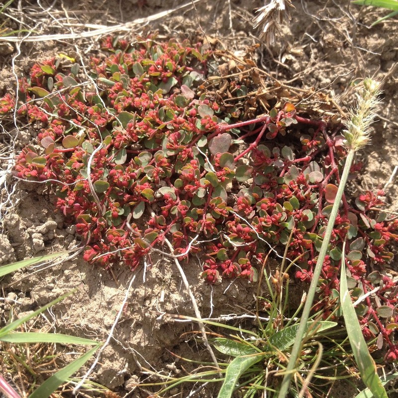 Euphorbia spellenbergiana photo 4