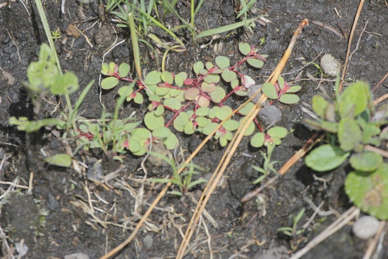 Euphorbia spellenbergiana photo 5