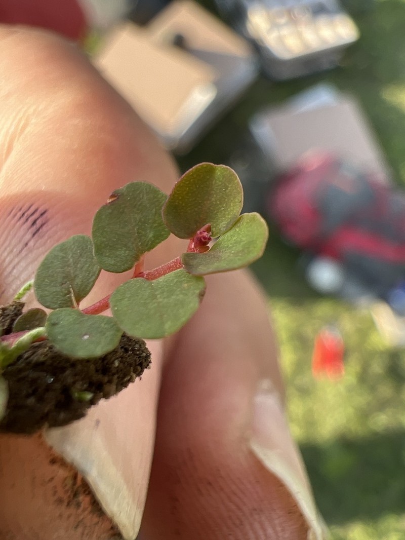 Euphorbia spellenbergiana photo 6
