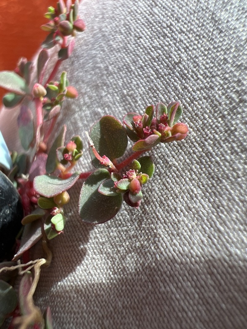 Euphorbia spellenbergiana photo 7