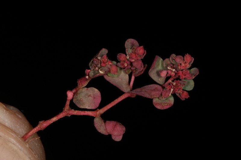 Euphorbia spellenbergiana photo 8