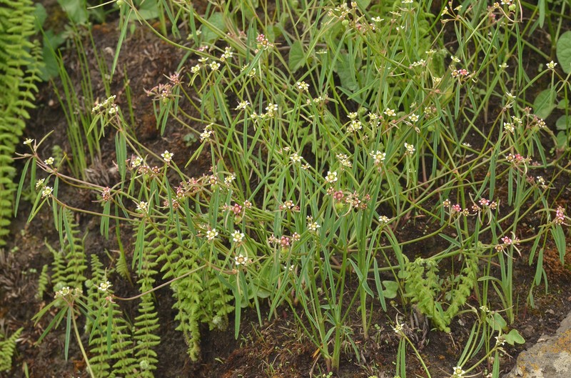 Euphorbia sphaerorhiza