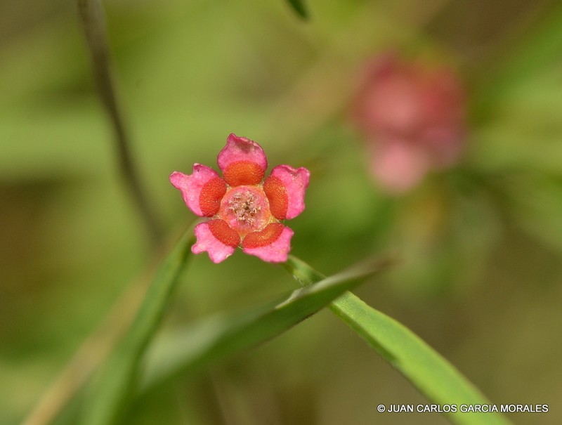 Euphorbia sphaerorhiza photo 2