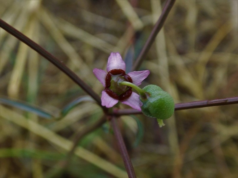 Euphorbia sphaerorhiza photo 3