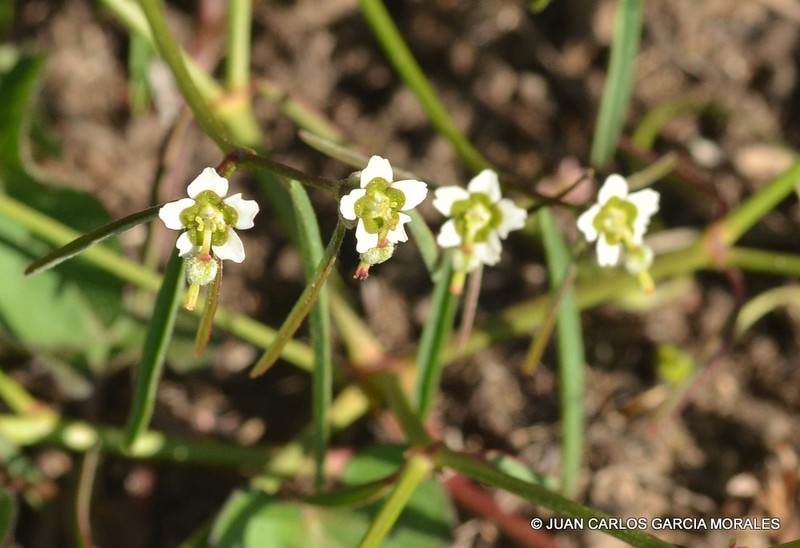 Euphorbia sphaerorhiza photo 4
