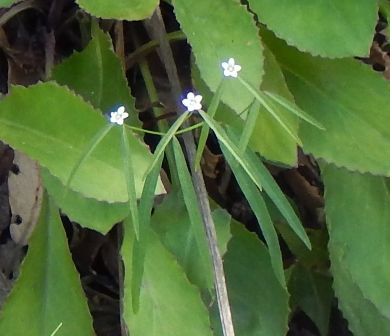 Euphorbia sphaerorhiza photo 5