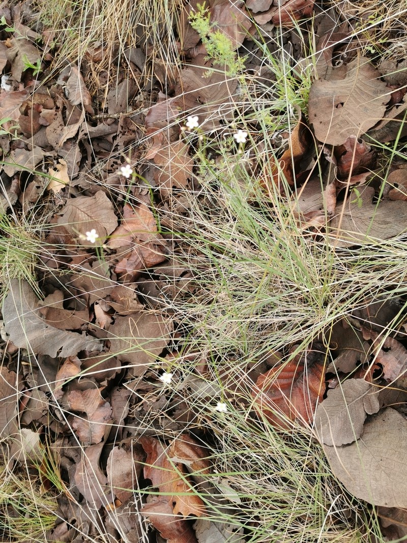 Euphorbia sphaerorhiza photo 6